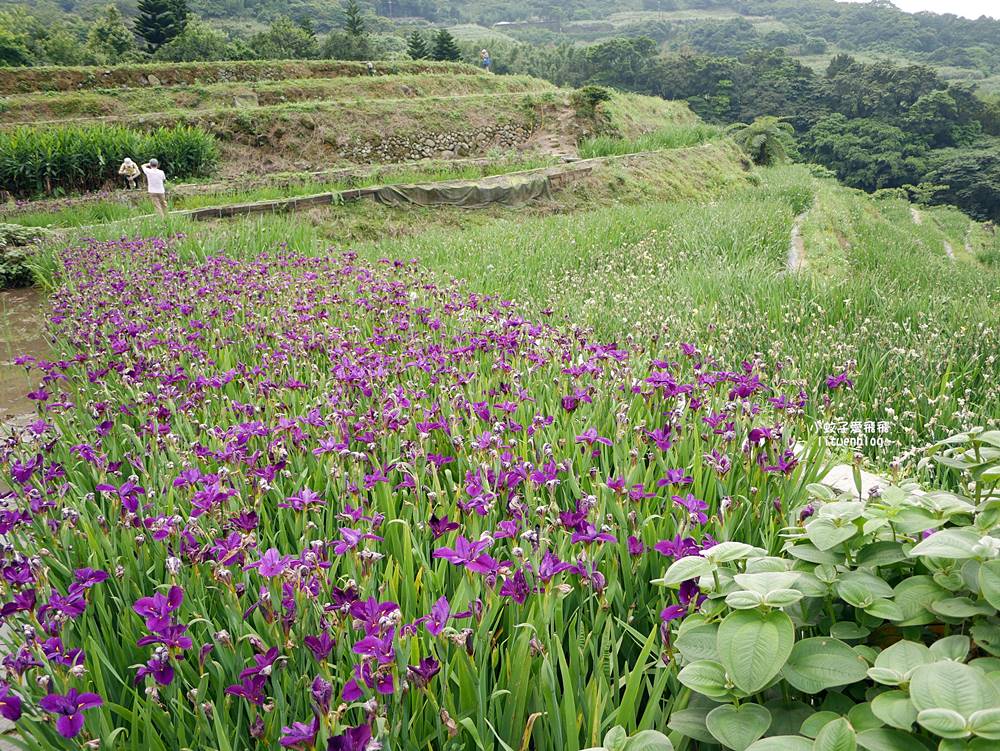 新北石門「嵩山百年梯田」壯麗百年水梯田風光賞限定花海 新北石門「嵩山百年梯田」壯麗百年水梯田風光賞限定花海