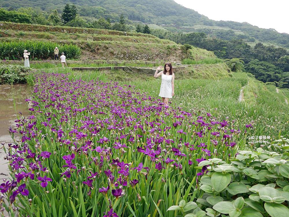 新北石門「嵩山百年梯田」壯麗百年水梯田風光賞限定花海 新北石門「嵩山百年梯田」壯麗百年水梯田風光賞限定花海