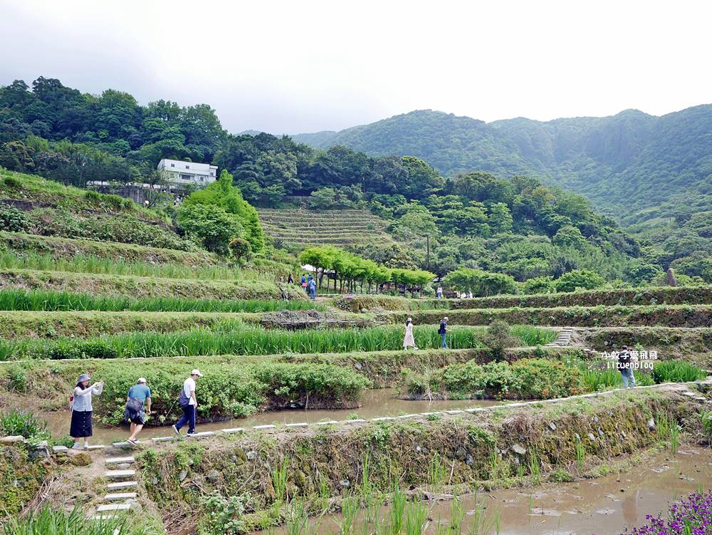 新北石門「嵩山百年梯田」壯麗百年水梯田風光賞限定花海 新北石門「嵩山百年梯田」壯麗百年水梯田風光賞限定花海