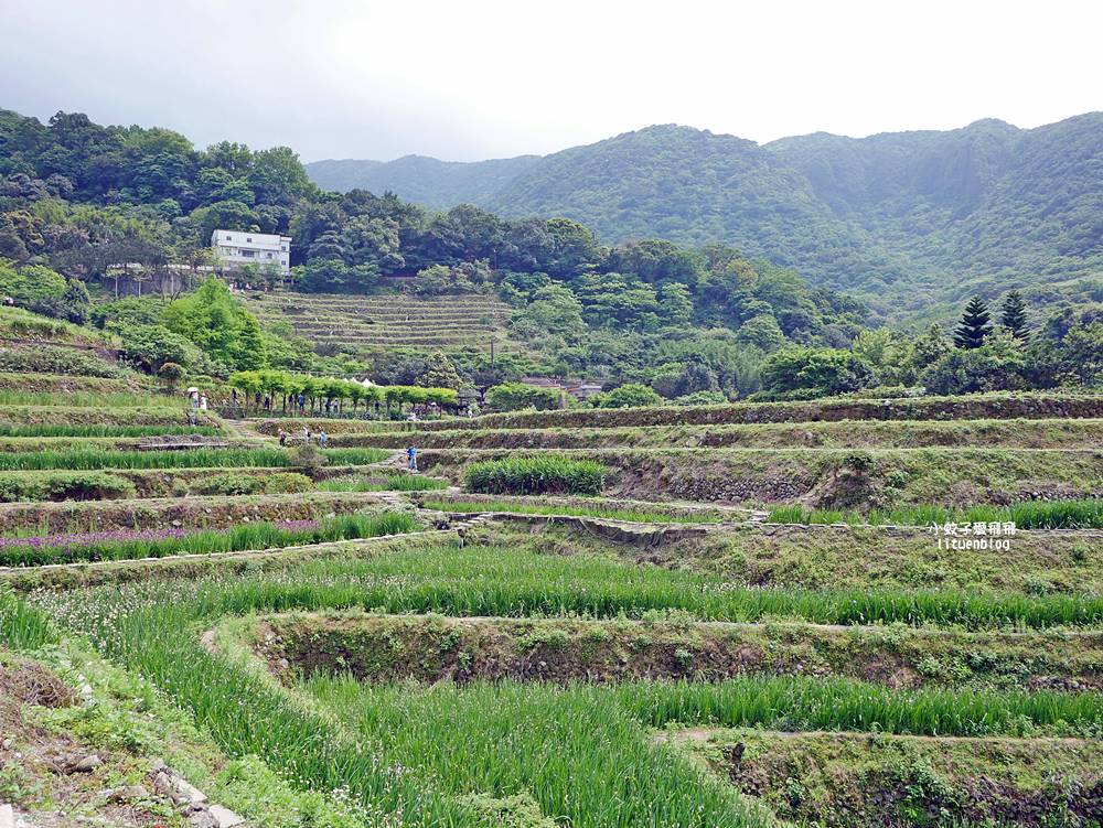 新北石門「嵩山百年梯田」壯麗百年水梯田風光賞限定花海 新北石門「嵩山百年梯田」壯麗百年水梯田風光賞限定花海