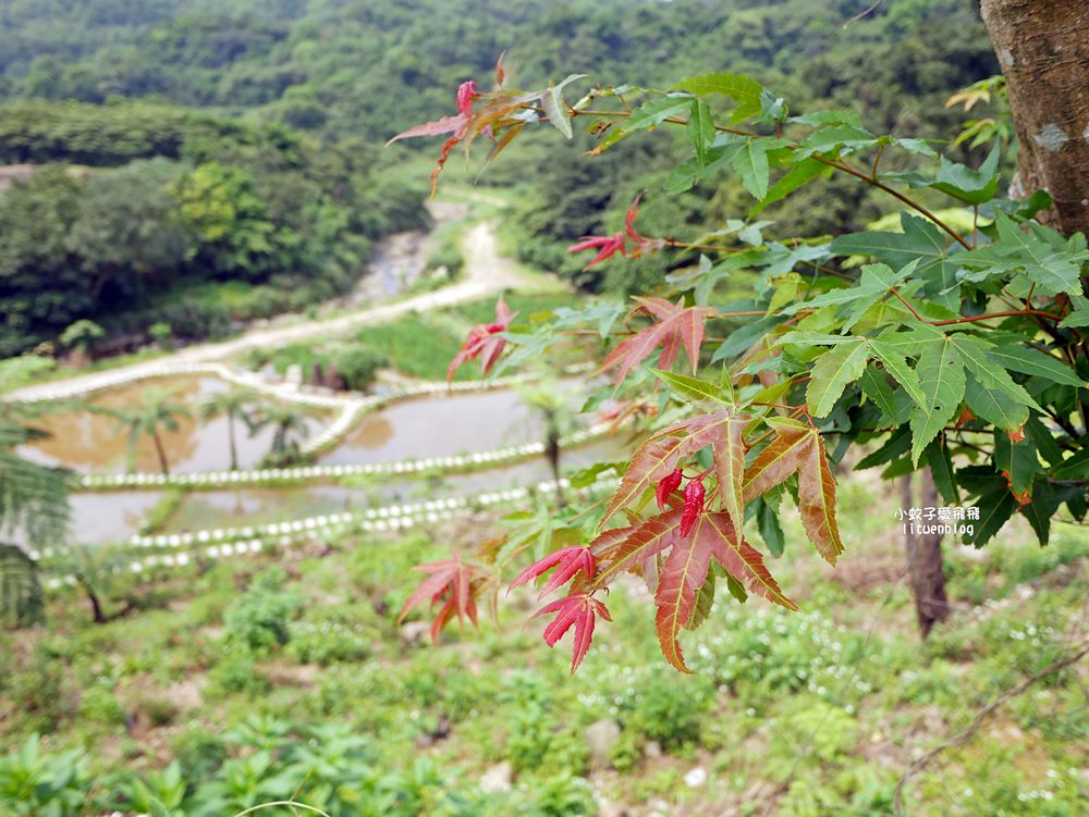 新北石門「嵩山百年梯田」壯麗百年水梯田風光賞限定花海 新北石門「嵩山百年梯田」壯麗百年水梯田風光賞限定花海