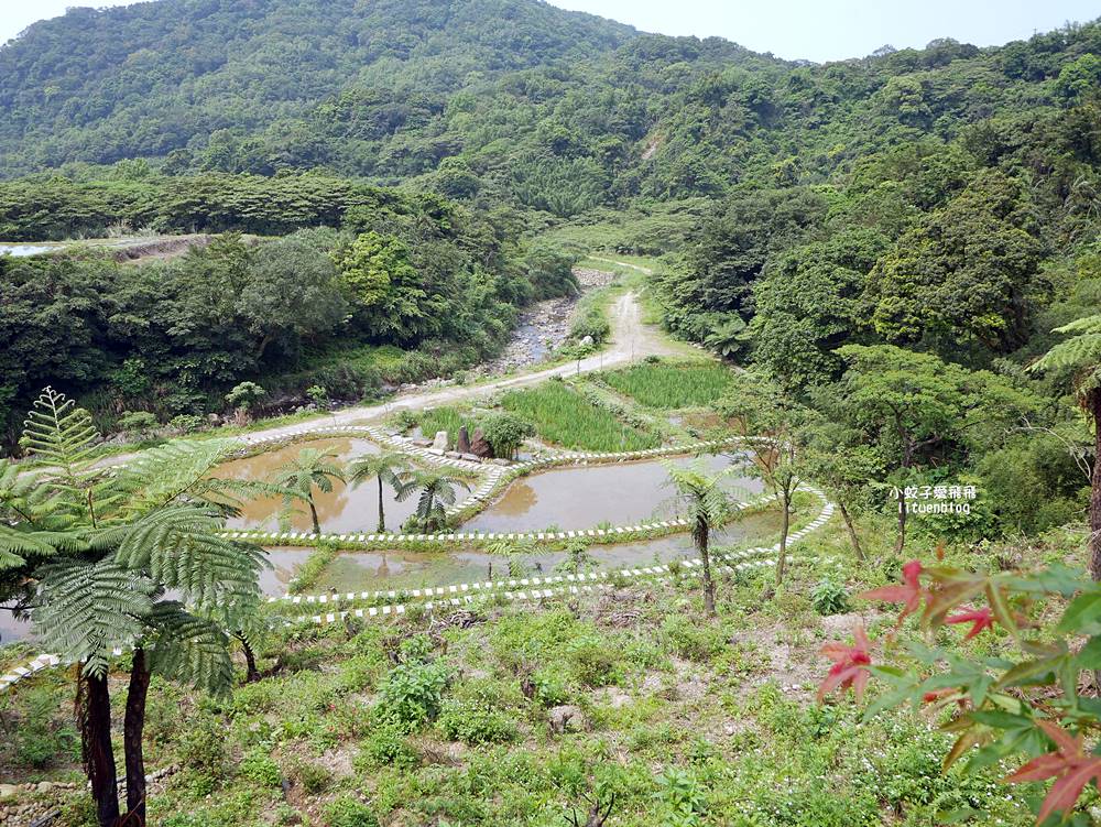 新北石門「嵩山百年梯田」壯麗百年水梯田風光賞限定花海 新北石門「嵩山百年梯田」壯麗百年水梯田風光賞限定花海