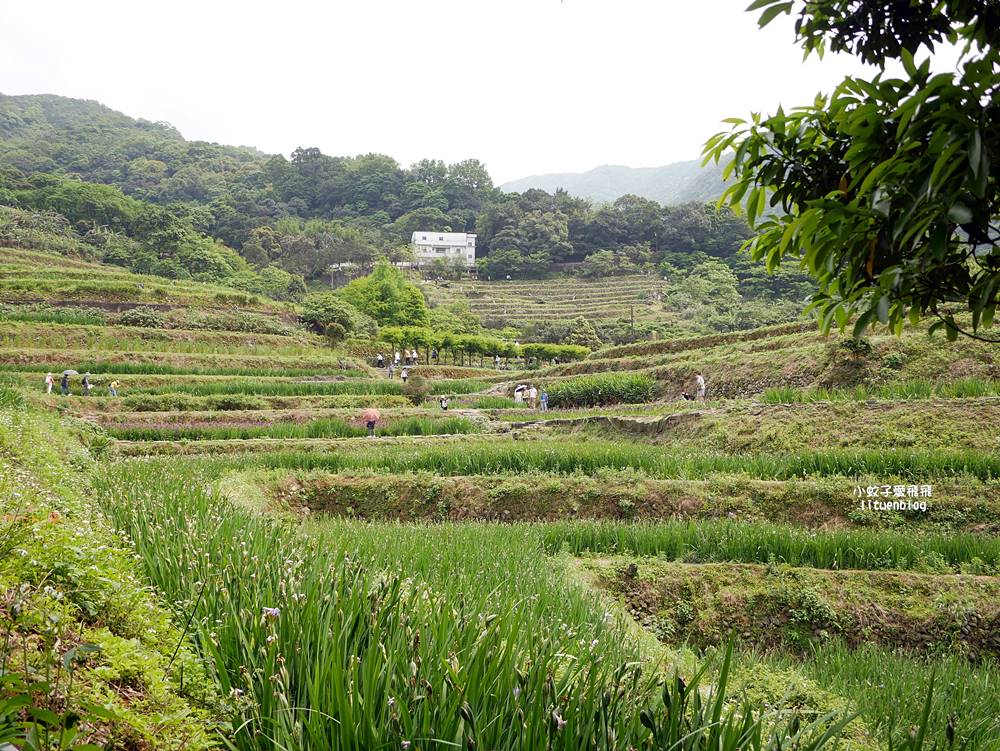 新北石門「嵩山百年梯田」壯麗百年水梯田風光賞限定花海
