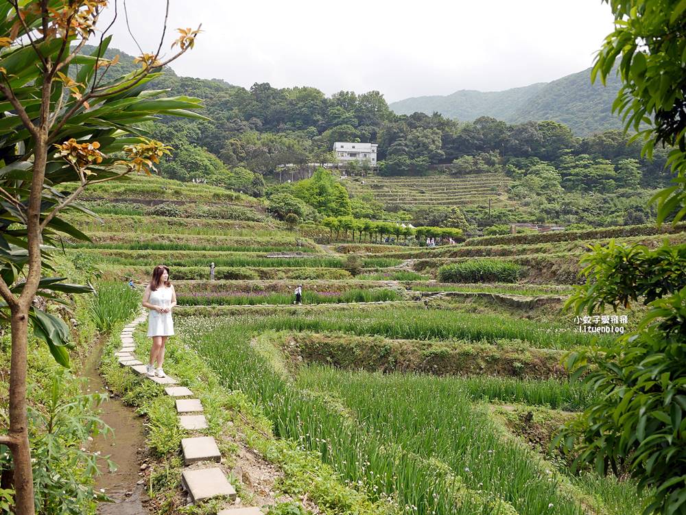新北石門「嵩山百年梯田」壯麗百年水梯田風光賞限定花海 新北石門「嵩山百年梯田」壯麗百年水梯田風光賞限定花海
