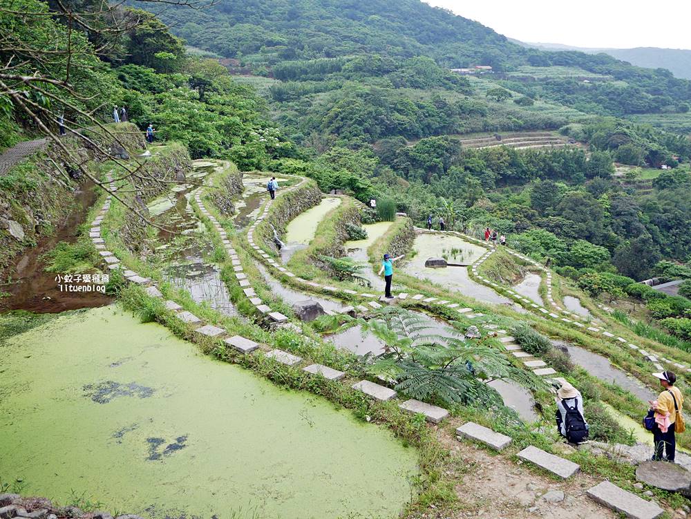 新北石門「嵩山百年梯田」壯麗百年水梯田風光賞限定花海 新北石門「嵩山百年梯田」壯麗百年水梯田風光賞限定花海