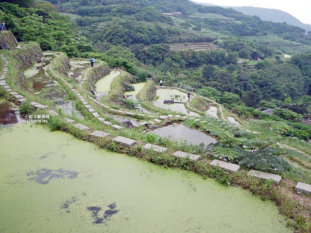 新北石門「嵩山百年梯田」壯麗百年水梯田風光賞限定花海