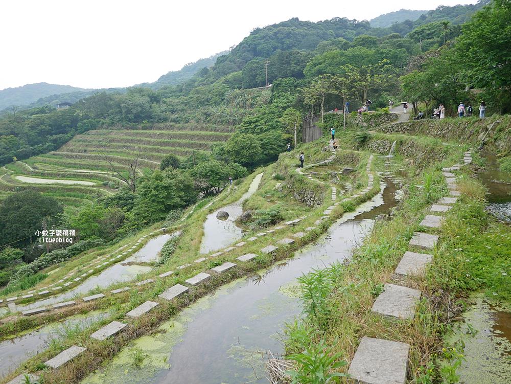 新北石門「嵩山百年梯田」壯麗百年水梯田風光賞限定花海 新北石門「嵩山百年梯田」壯麗百年水梯田風光賞限定花海
