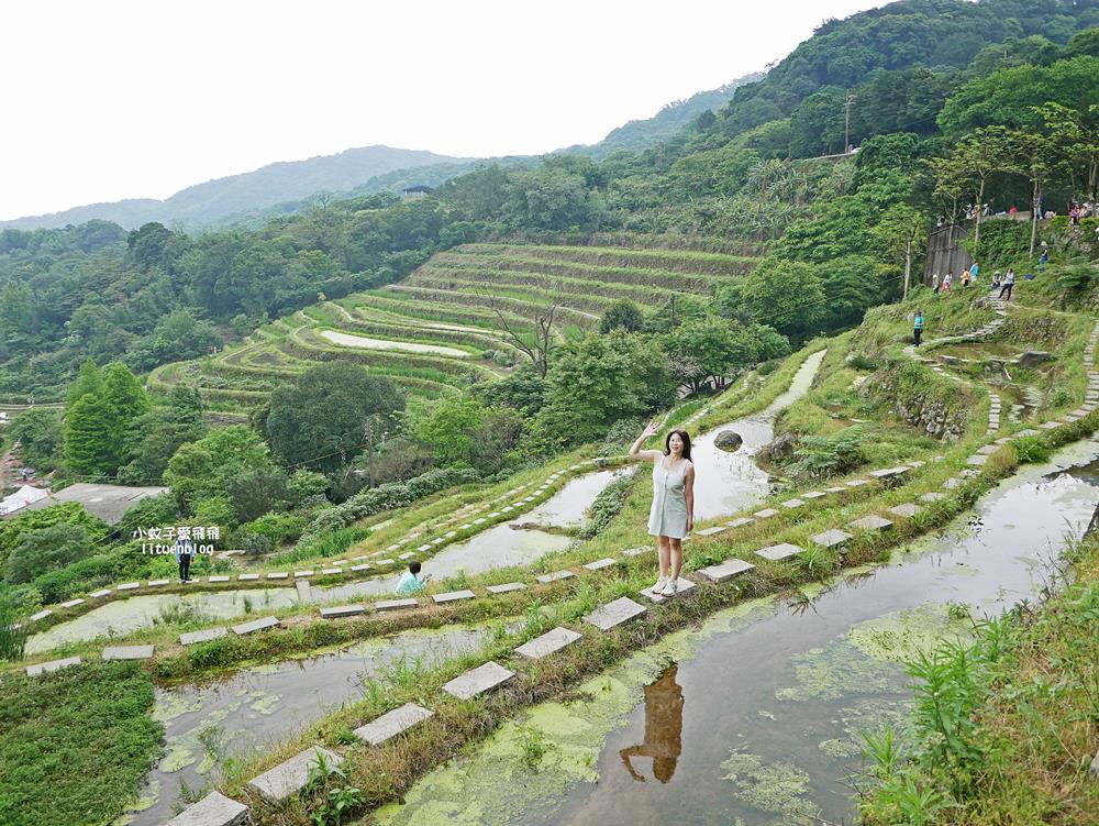 新北石門「嵩山百年梯田」壯麗百年水梯田風光賞限定花海