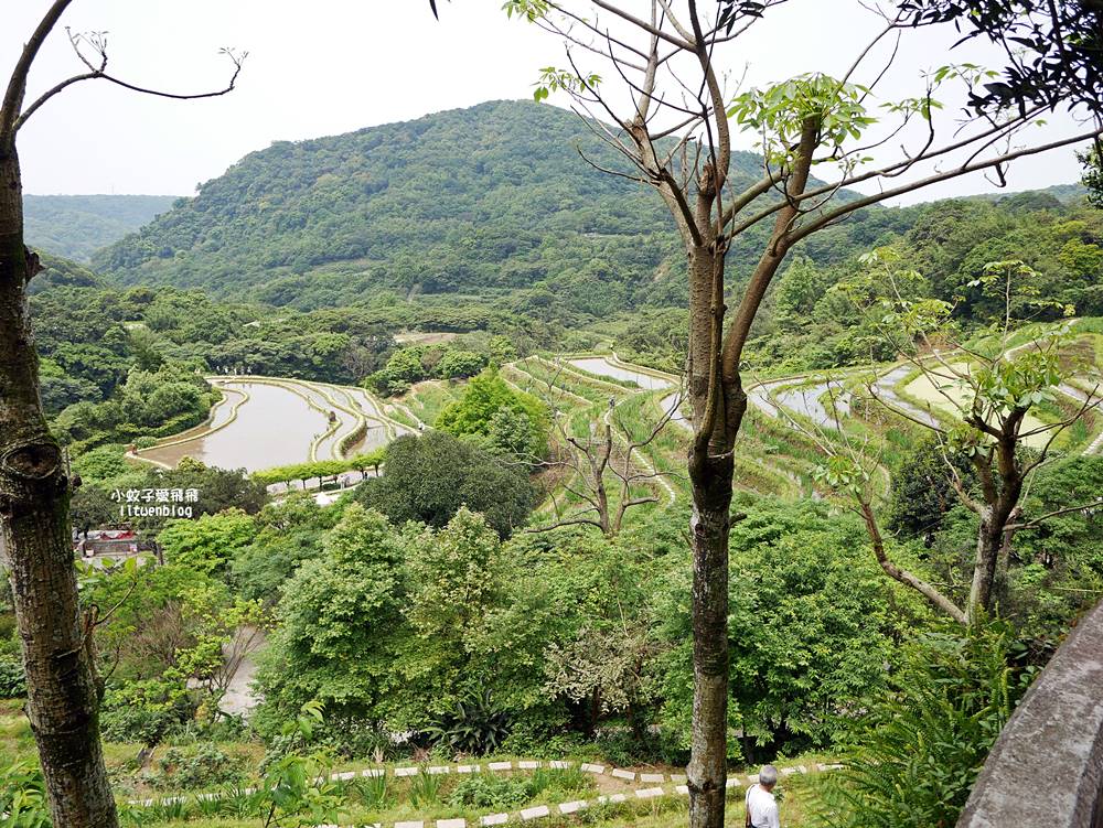 新北石門「嵩山百年梯田」壯麗百年水梯田風光賞限定花海 新北石門「嵩山百年梯田」壯麗百年水梯田風光賞限定花海