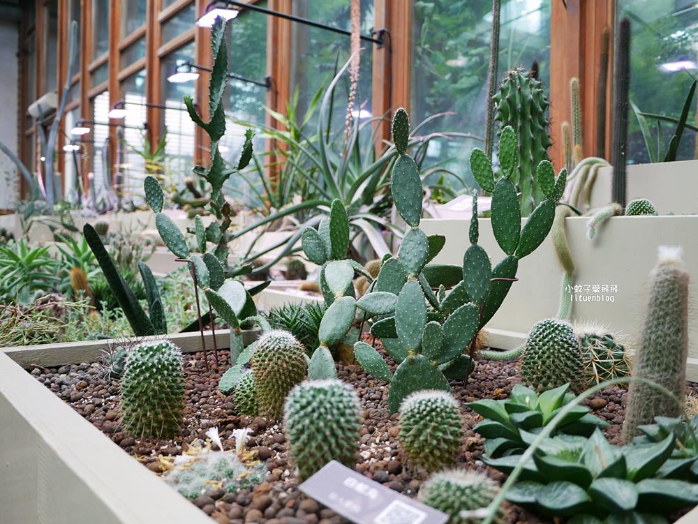 台北親子景點「臺北典藏植物園」六大主題展區&多肉植物溫室一秒走進叢林 台北親子景點「臺北典藏植物園」六大主題展區&多肉植物溫室一秒走進叢林