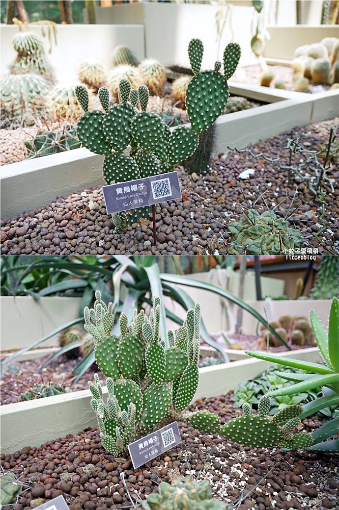 台北親子景點「臺北典藏植物園」六大主題展區&多肉植物溫室一秒走進叢林 台北親子景點「臺北典藏植物園」六大主題展區&多肉植物溫室一秒走進叢林