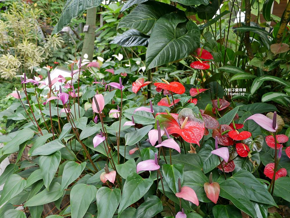 台北親子景點「臺北典藏植物園」六大主題展區&多肉植物溫室一秒走進叢林 台北親子景點「臺北典藏植物園」六大主題展區&多肉植物溫室一秒走進叢林