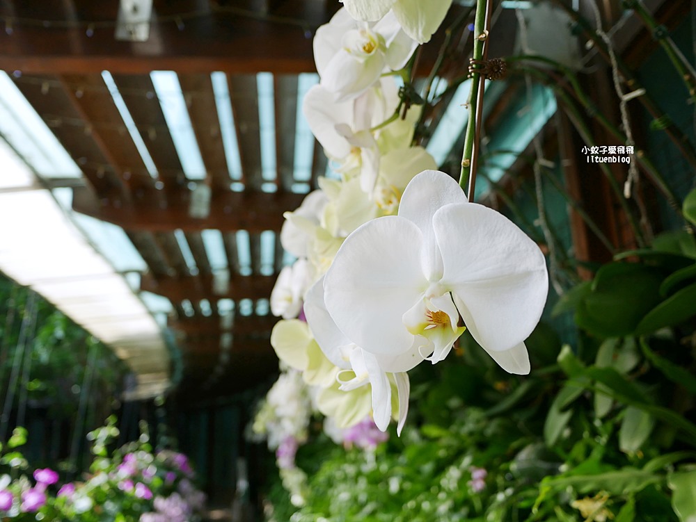 花博新生園區「天使生活館」咖啡甜點隱藏版莫內天井花園
