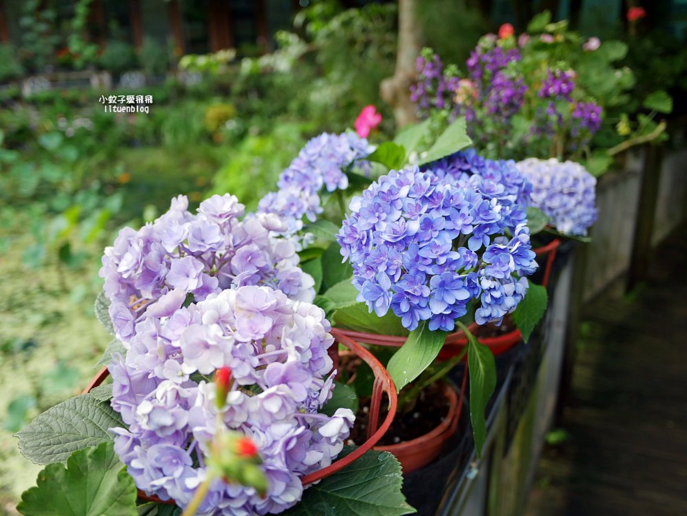 花博新生園區「天使生活館」咖啡甜點隱藏版莫內天井花園 花博新生園區「天使生活館」咖啡甜點隱藏版莫內天井花園