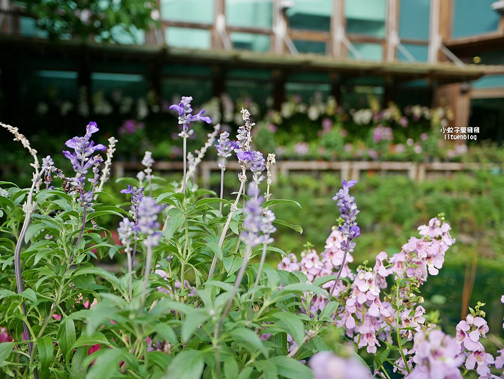 花博新生園區「天使生活館」咖啡甜點隱藏版莫內天井花園