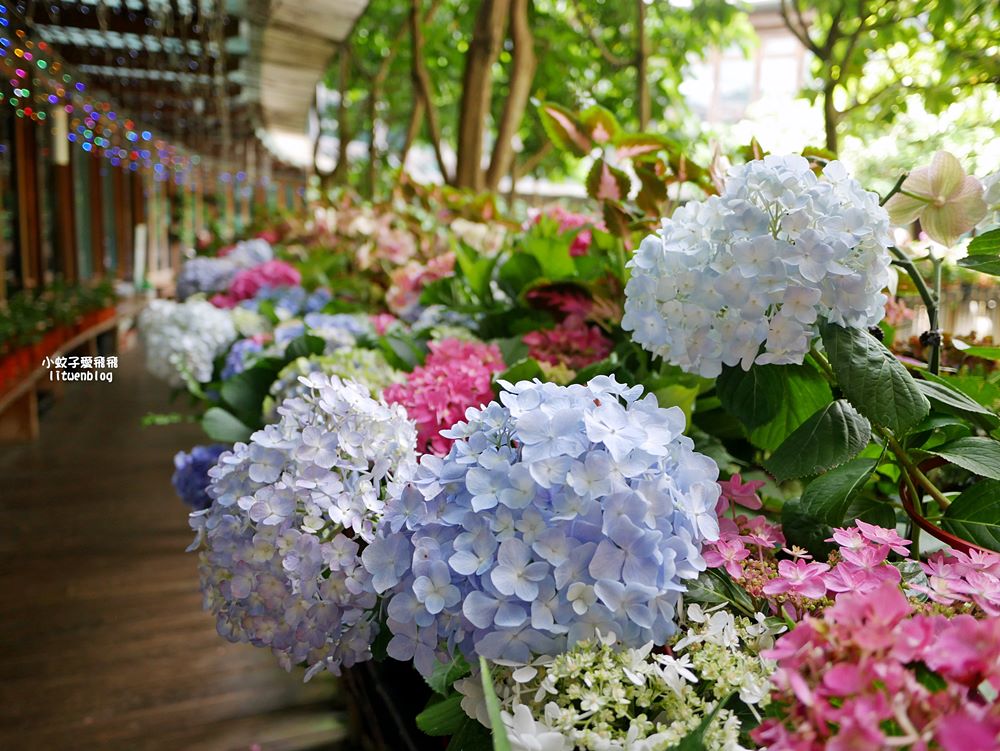 花博新生園區「天使生活館」咖啡甜點隱藏版莫內天井花園