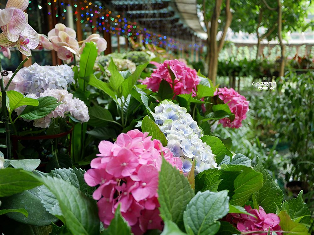 花博新生園區「天使生活館」咖啡甜點隱藏版莫內天井花園 花博新生園區「天使生活館」咖啡甜點隱藏版莫內天井花園