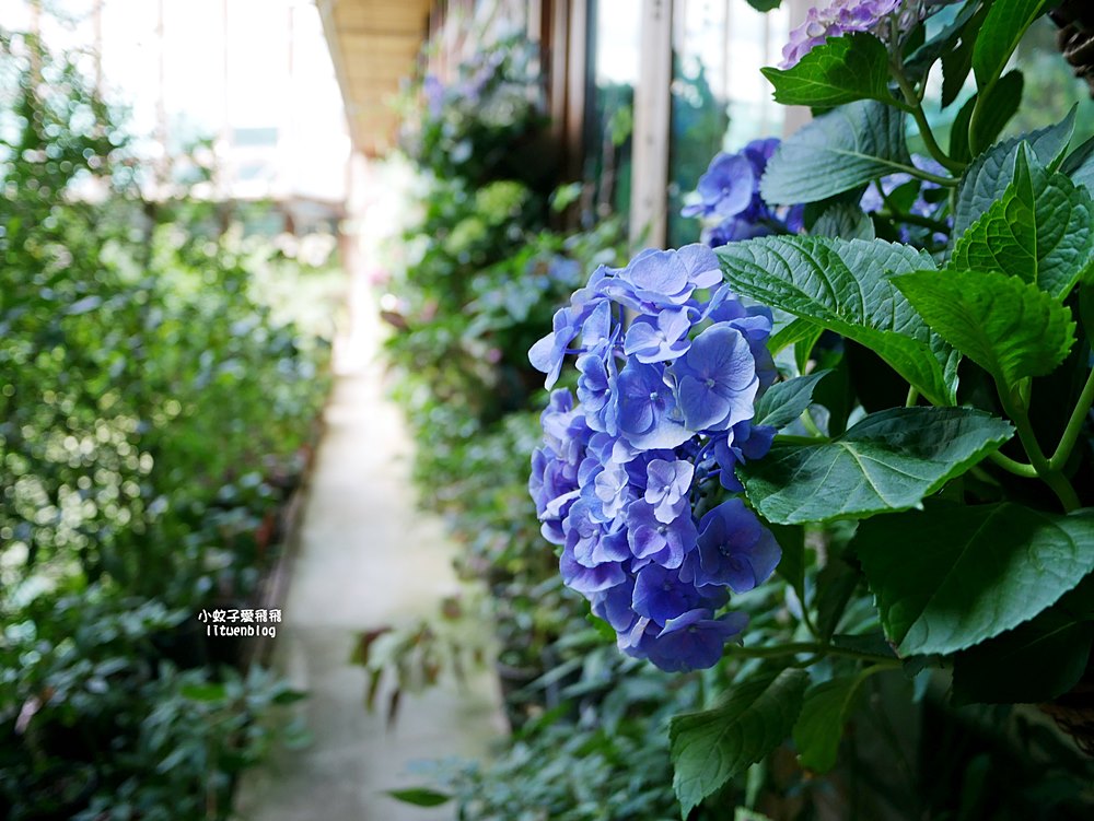 花博新生園區「天使生活館」咖啡甜點隱藏版莫內天井花園 花博新生園區「天使生活館」咖啡甜點隱藏版莫內天井花園