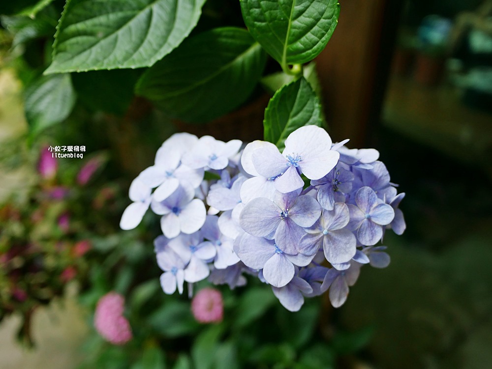 花博新生園區「天使生活館」咖啡甜點隱藏版莫內天井花園 花博新生園區「天使生活館」咖啡甜點隱藏版莫內天井花園