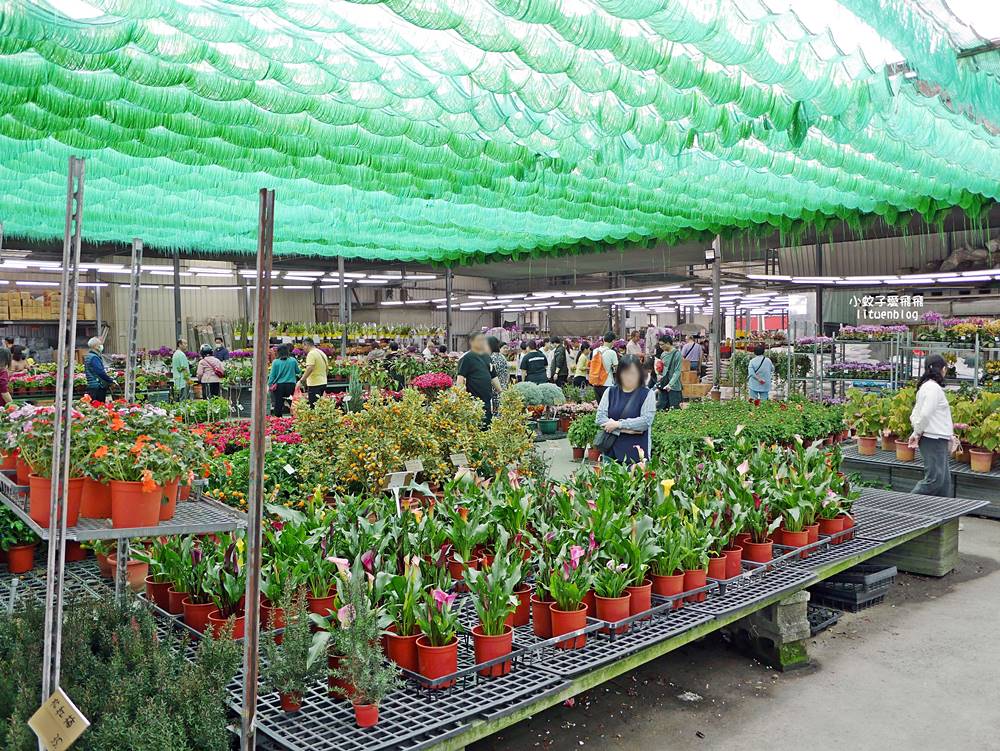 三峽景點「三峽花市」花卉園藝器具肥料品項多物美價廉，三鶯線長壽山站