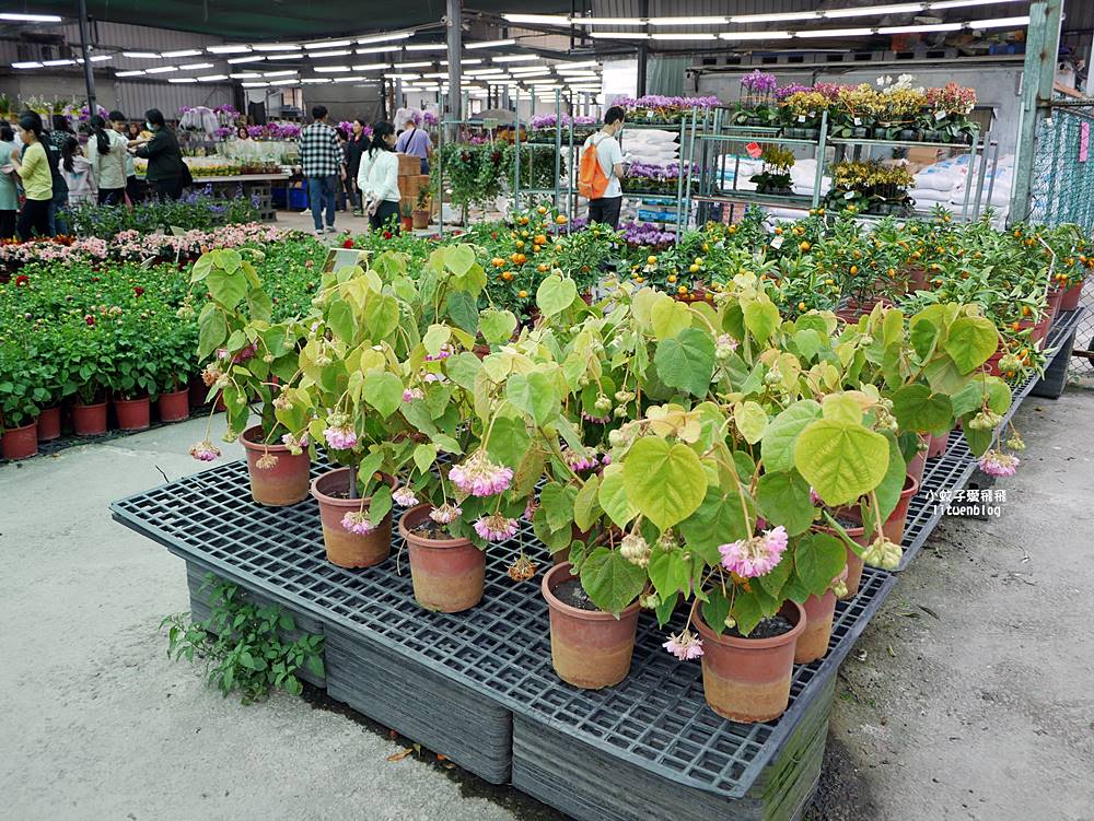 三峽景點「三峽花市」花卉園藝器具肥料品項多物美價廉，三鶯線長壽山站