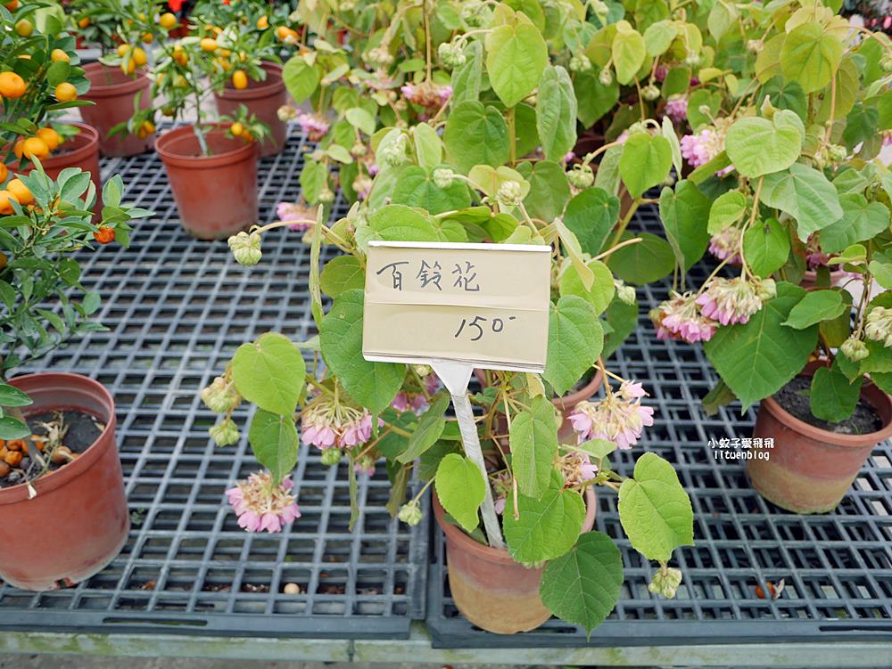 三峽景點「三峽花市」花卉園藝器具肥料品項多物美價廉，三鶯線長壽山站