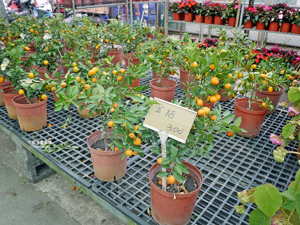 三峽景點「三峽花市」花卉園藝器具肥料品項多物美價廉，三鶯線長壽山站