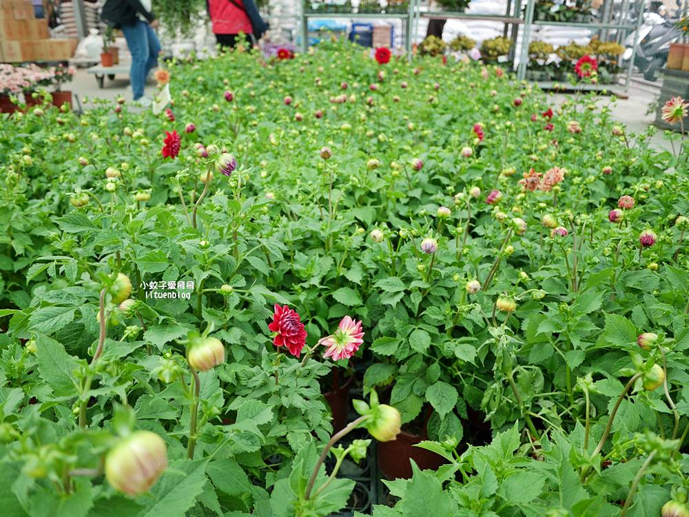 三峽景點「三峽花市」花卉園藝器具肥料品項多物美價廉，三鶯線長壽山站