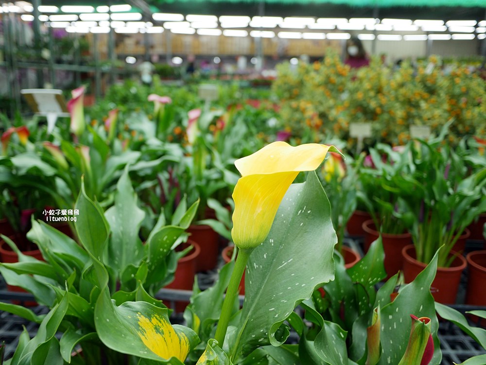 三峽景點「三峽花市」花卉園藝器具肥料品項多物美價廉，三鶯線長壽山站