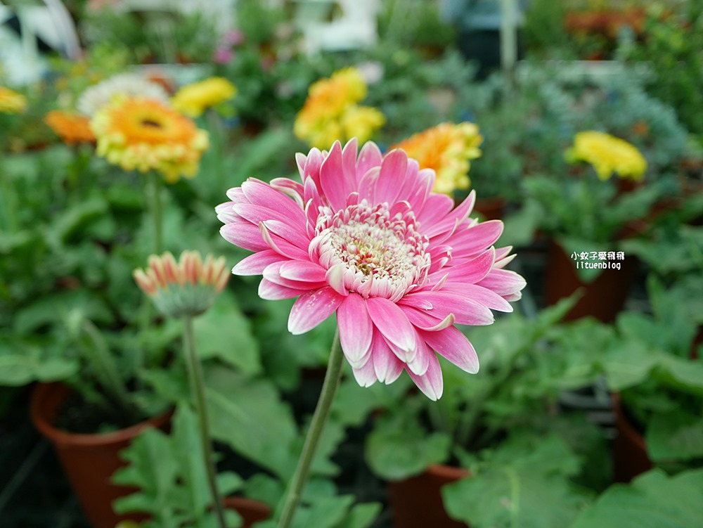 三峽景點「三峽花市」花卉園藝器具肥料品項多物美價廉，三鶯線長壽山站
