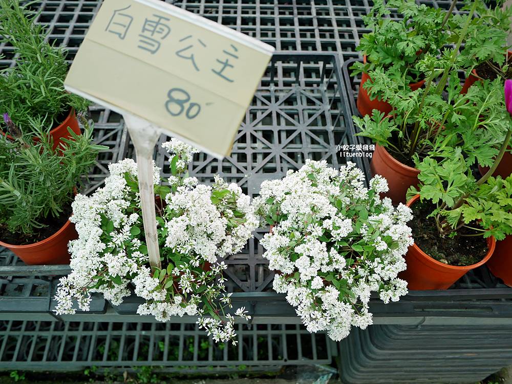 三峽景點「三峽花市」花卉園藝器具肥料品項多物美價廉，三鶯線長壽山站
