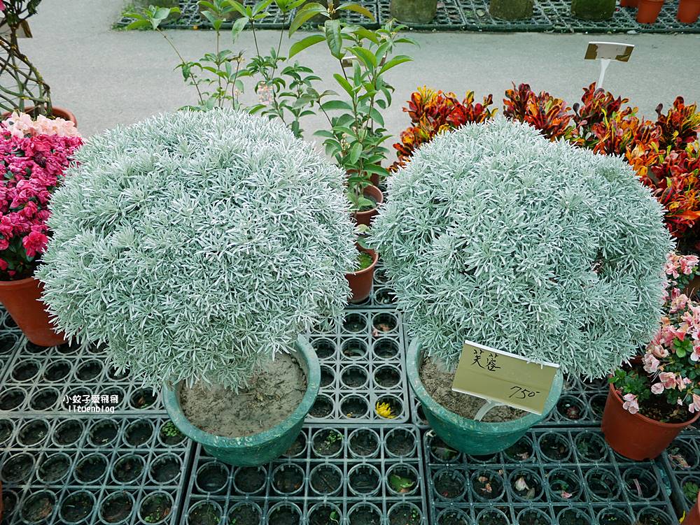 三峽景點「三峽花市」花卉園藝器具肥料品項多物美價廉，三鶯線長壽山站