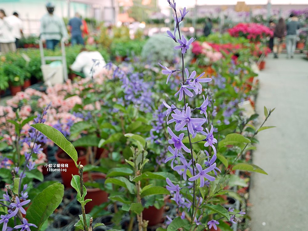 三峽景點「三峽花市」花卉園藝器具肥料品項多物美價廉，三鶯線長壽山站