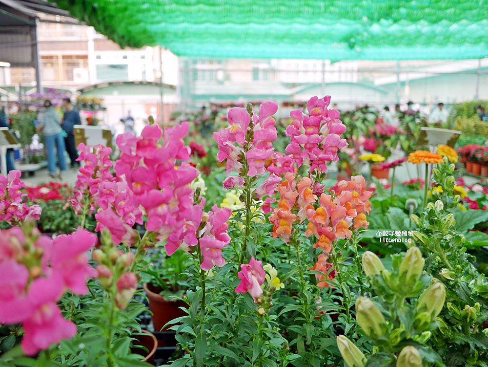 三峽景點「三峽花市」花卉園藝器具肥料品項多物美價廉，三鶯線長壽山站