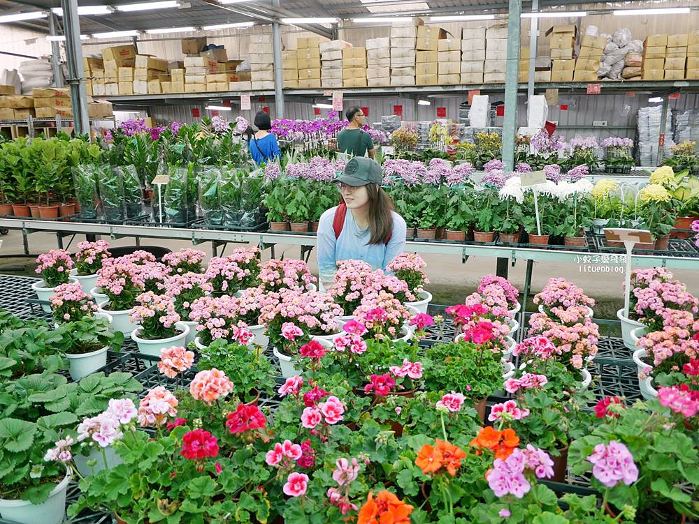 三峽景點「三峽花市」花卉園藝器具肥料品項多物美價廉，三鶯線長壽山站